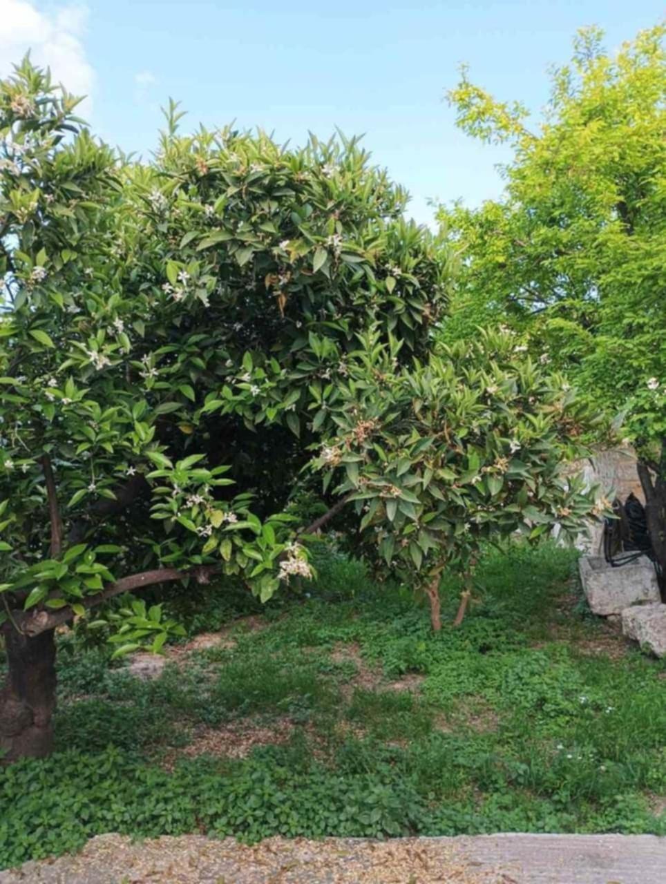 Aνεξάρτητη Παραδοσιακή Πέτρινη Κατοικία Corinth Kültér fotó